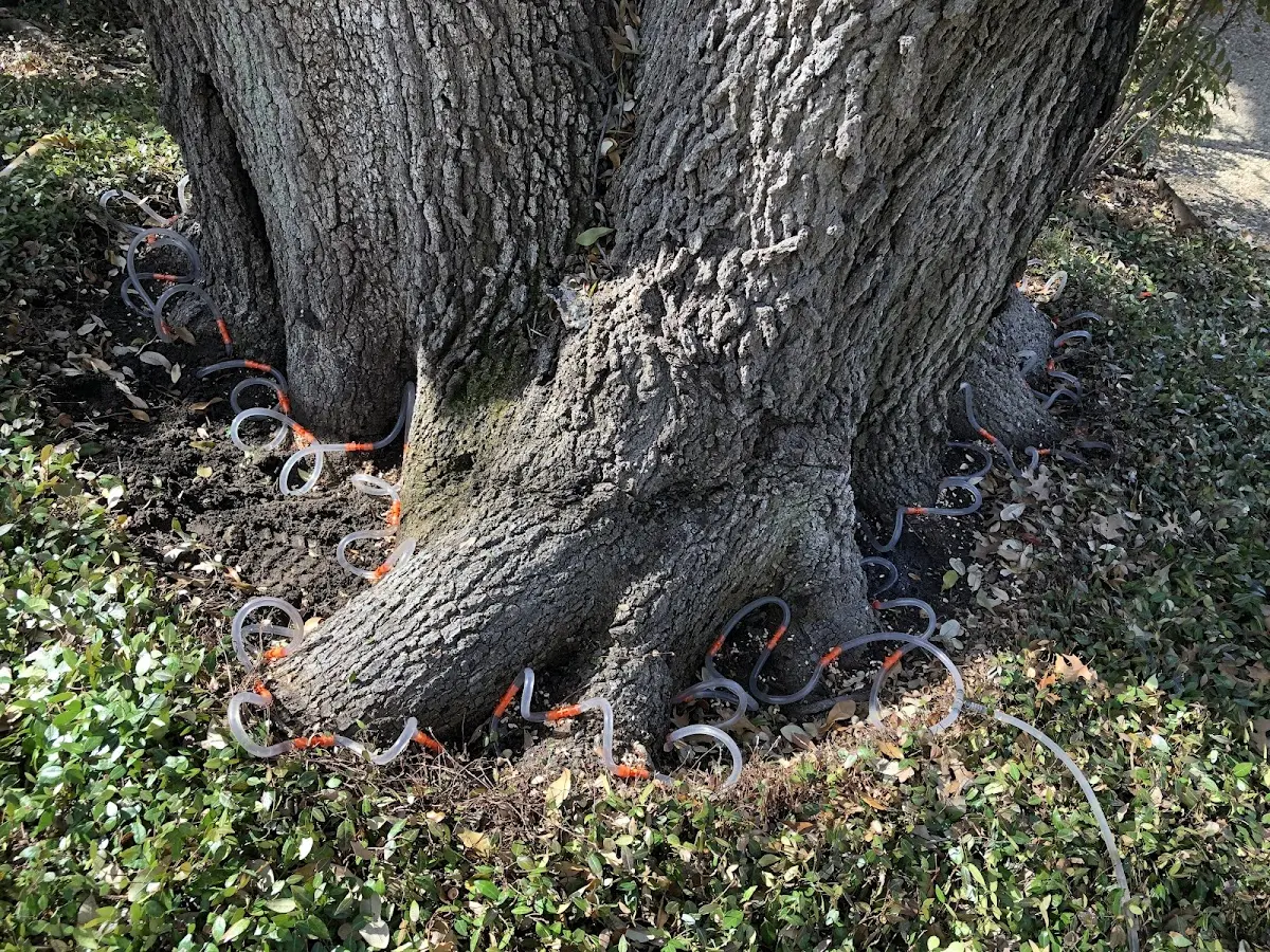Detailed Tree Cabling and Bracing job site in Hoyt