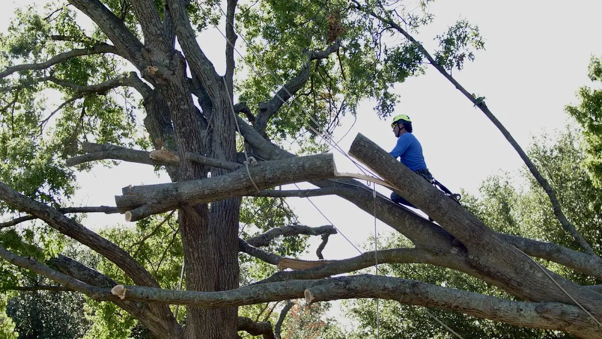 Professional Crown Thinning performed by certified arborists in Hoyt