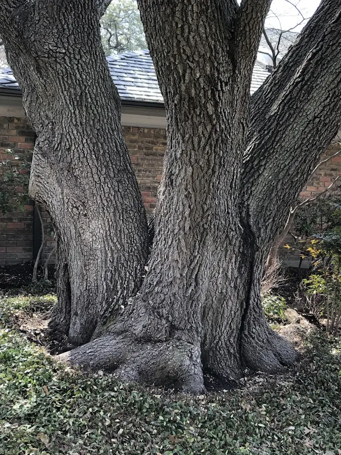 Mature heritage tree close to a Hoyt property cared for by certified arborists